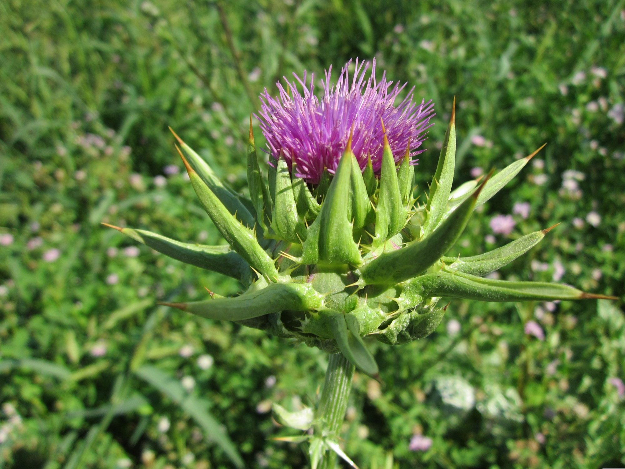 Die Mariendistel zählt zu den bekanntesten Heilpflanzen