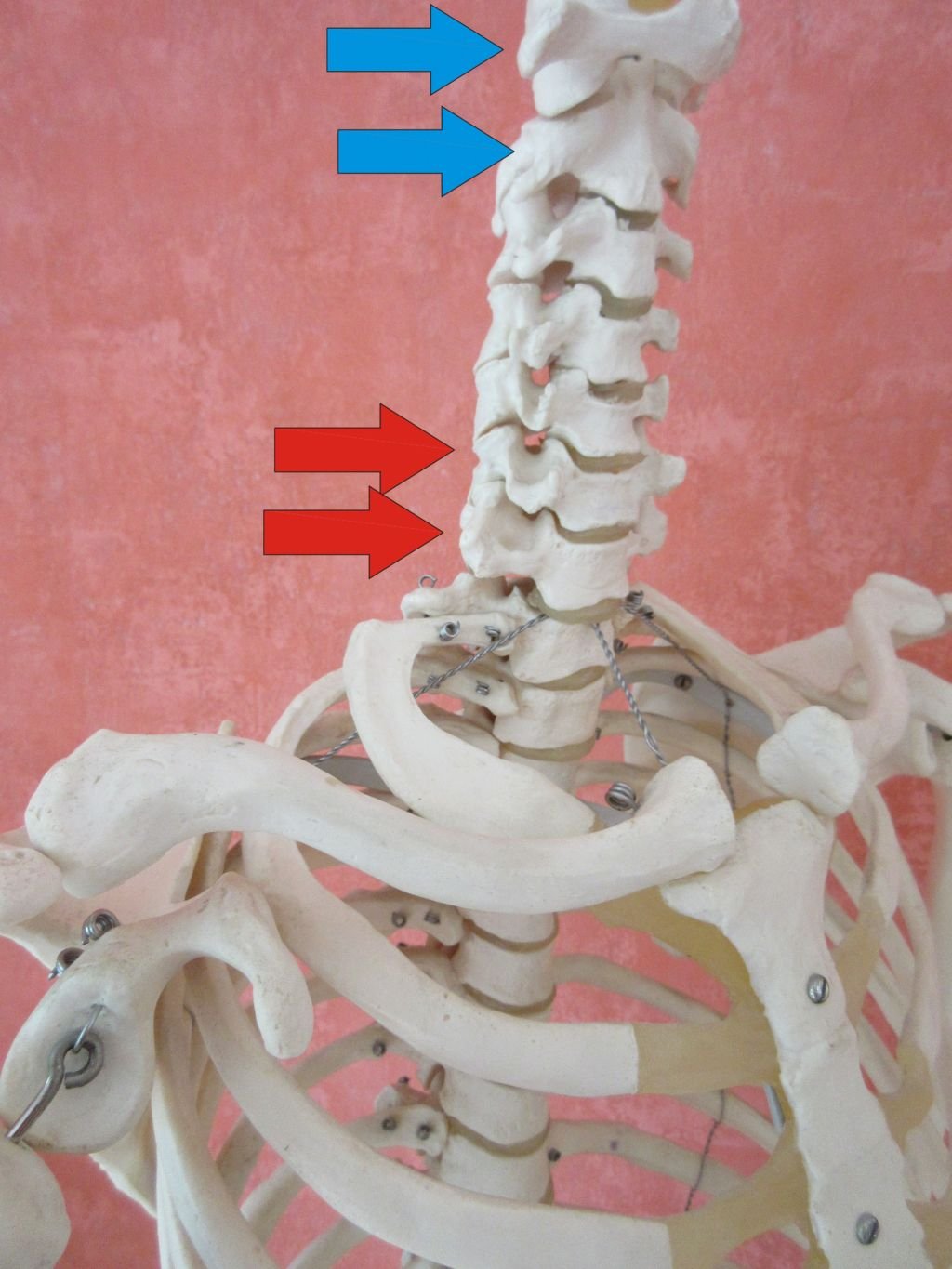 Wirbelblockaden, obere und untere Halswirbelsäule (HWS)