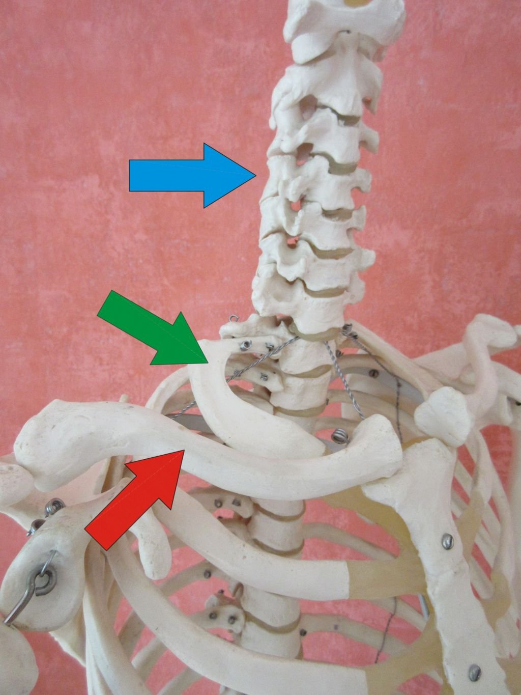 Thoracic-outlet-Syndrom (TOS) mit Osteopathie behandeln. 